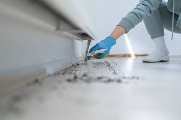 Best Flea Control Services  in Prieville, NC